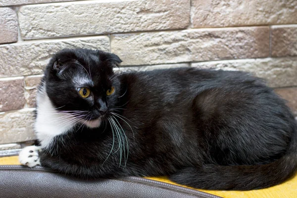 Svart Skotsk Katt Vid Tegelväggen Tema Inhemska Katter — Stockfoto