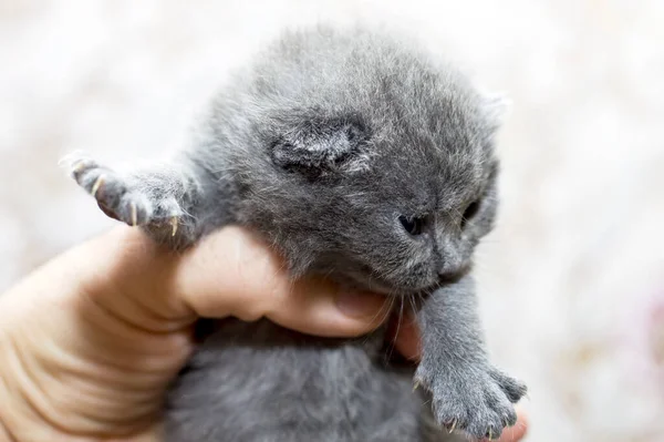 Gatito Escocés Mano Primer Plano Tema Gatos Domésticos —  Fotos de Stock