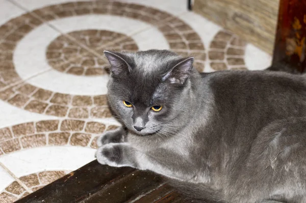 Büyük Gri Bir Kedi Yerde Yatıyor Kubbenin Teması — Stok fotoğraf