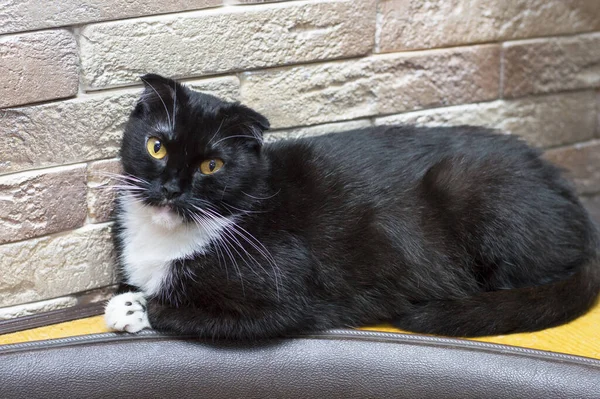 Svart Skotsk Vik Katt Vid Tegelväggen Tema Inhemska Katter — Stockfoto