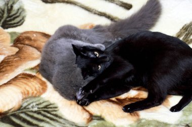 Battaniyede oynayan siyah ve gri kedi