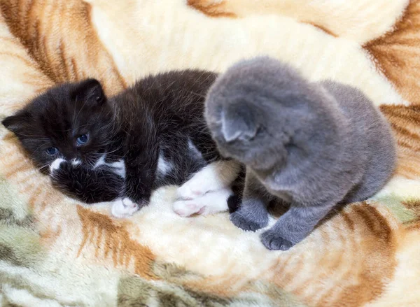 Dos Gatitos Escoceses Pequeños Cama Tema Hermosos Gatos Domésticos —  Fotos de Stock