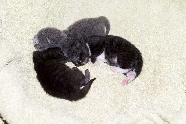 Trzy Szkockie Kociaki Tygodniowo Mleczne Łóżku Temat Piękne Koty Domowe — Zdjęcie stockowe