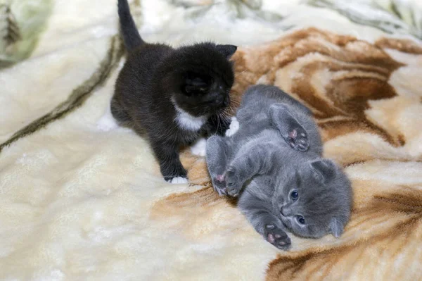 Two Small Scottish Kittens Play Bed Theme Beautiful Domestic Cats — Stock Photo, Image