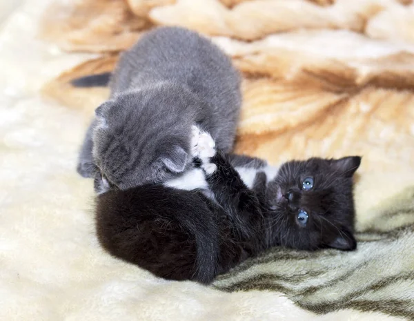 Два Маленьких Шотландских Котенка Играют Одеяле Тема Красивые Домашние Кошки — стоковое фото