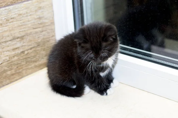 Gatito Negro Escocés Sentado Ventana Tema Hermoso Gato Doméstico —  Fotos de Stock
