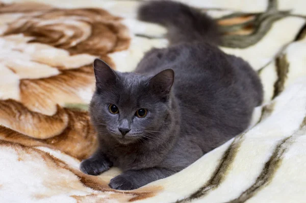 beautiful grey British cat on a blanket, theme domestic cats