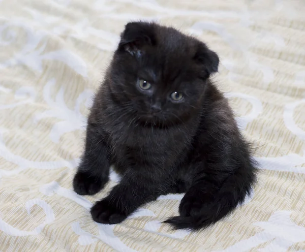 Oscuro Escocés Pliegue Gatito Sentado Cama Tema Hermosa Doméstica Gatos — Foto de Stock