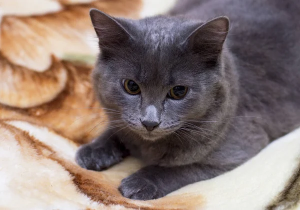 Retrato Gato Británico Gris Sobre Una Manta Gatos Domésticos Temáticos — Foto de Stock