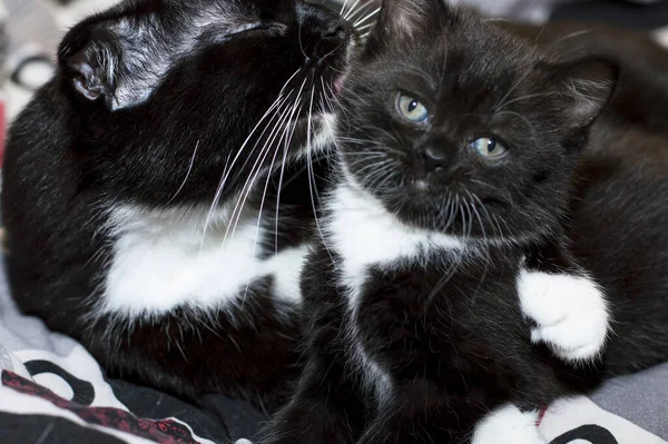 Die Katze Küsst Das Kätzchen Auf Dem Bett Das Thema — Stockfoto