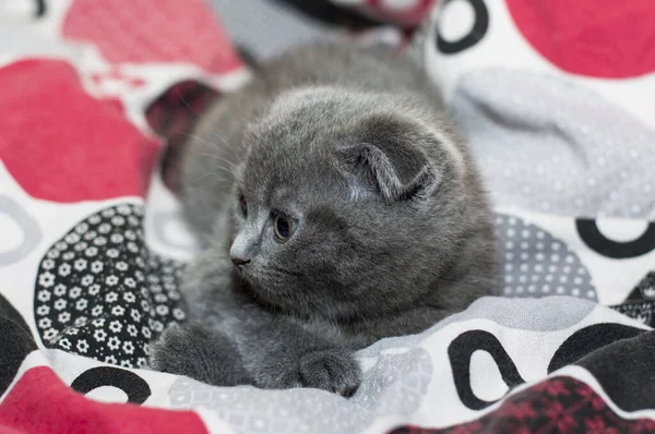 Küçük İskoç kıvrık kulaklı kedi yatakta uzanıyor, güzel kedi temalı.