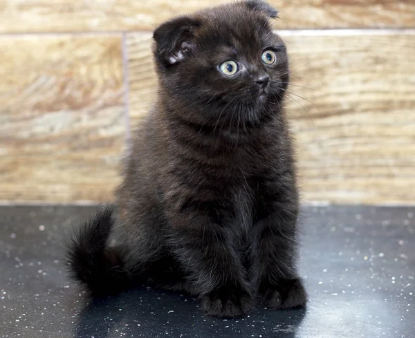 Chocolate Escocés Gatito Plegable Sentado Una Mesa Superior Tema Hermoso — Foto de Stock