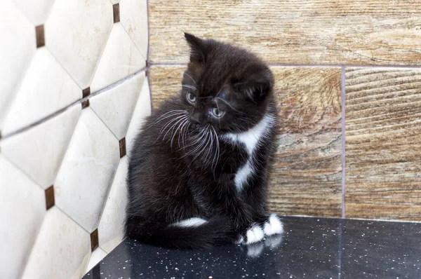 Gatito Escocés Está Sentado Esquina Encimera Tema Los Gatos Domésticos —  Fotos de Stock