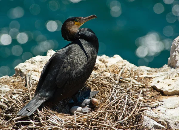 Nid de cormoran Ussuri avec niché par une journée ensoleillée . — Photo
