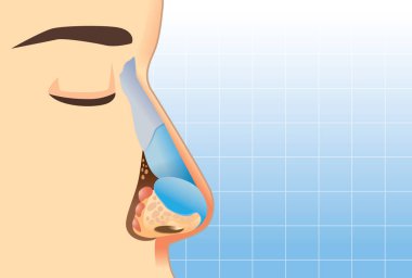 İnsan burun anatomisi hakkında çizimi