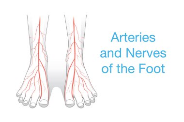 Damar ve sinirler ayak.