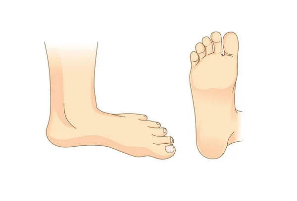 Вектор ноги с боковым видом и нижней частью ноги — стоковый вектор