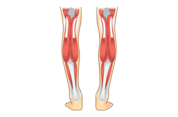 Calf Muscle of human. — Stock Vector