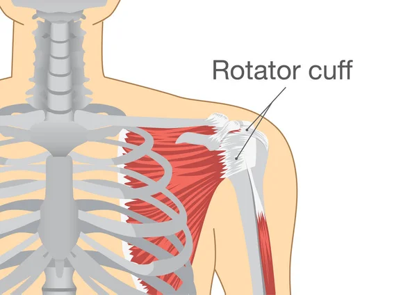 Músculos e tendões no ombro é chamado de manguito rotador . —  Vetores de Stock