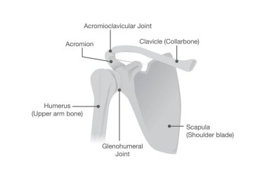 Bone and Joints of the Shoulder Anatomy. clipart