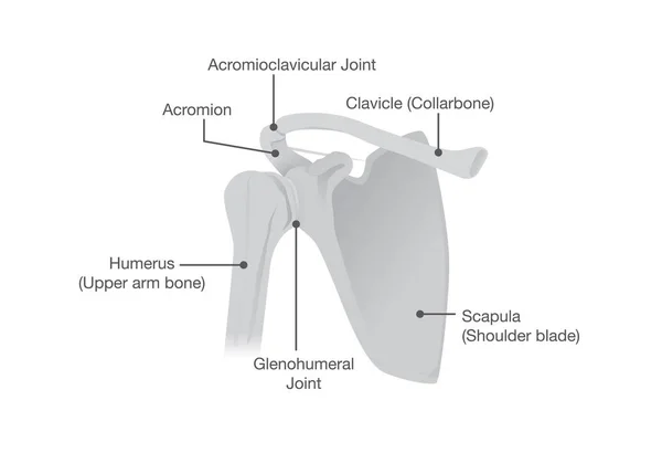 Osso e articulações da anatomia do ombro . —  Vetores de Stock