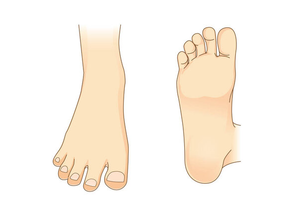 Foot vector in side view and bottom of foot 