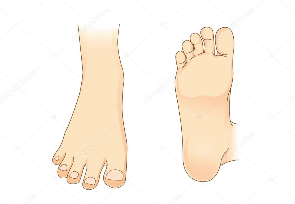 Foot vector in side view and bottom of foot 