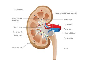 Kidney Anatomy Vector.  clipart