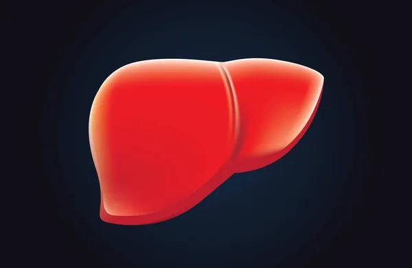 Vector rojo del hígado sobre fondo oscuro . — Vector de stock