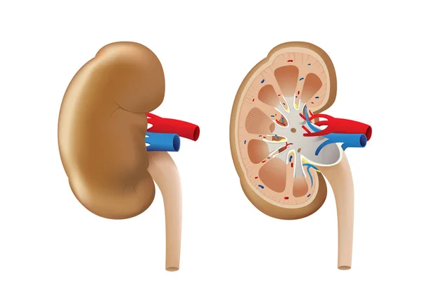 Buiten- en binnenkant van de nier normaalvector — Stockvector