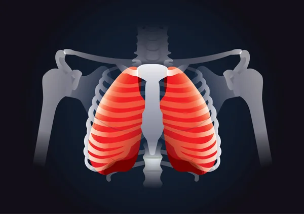 Röd Lung i mänskliga bröstkorgen på svart. — Stock vektor
