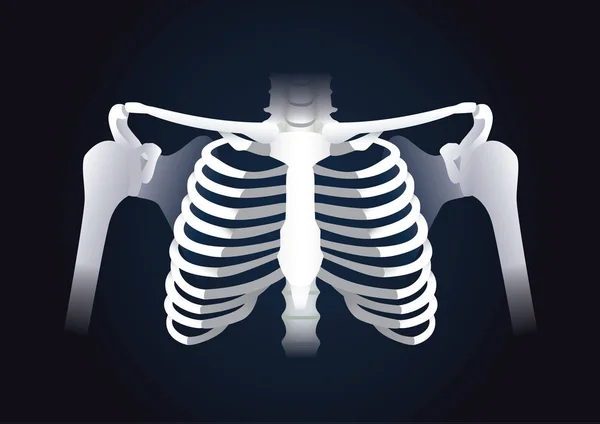 人間の胸郭のベクトル — ストックベクタ