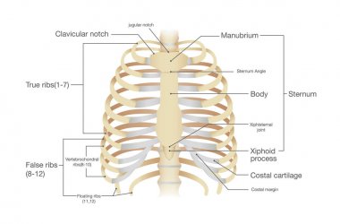 İnsan kaburga anatomisi.