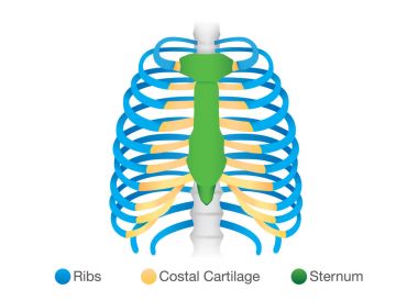 Overview of human rib structure. clipart