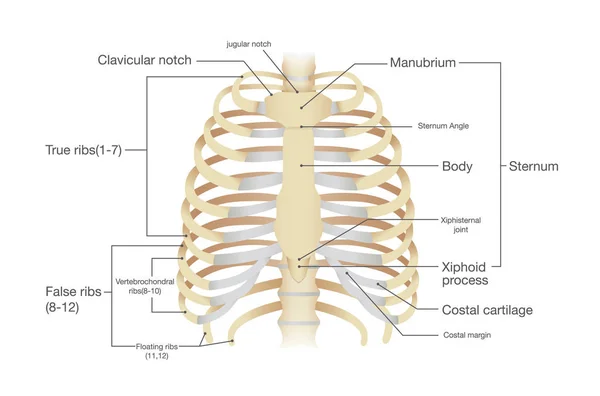 Anatomie van menselijke rib. — Stockvector