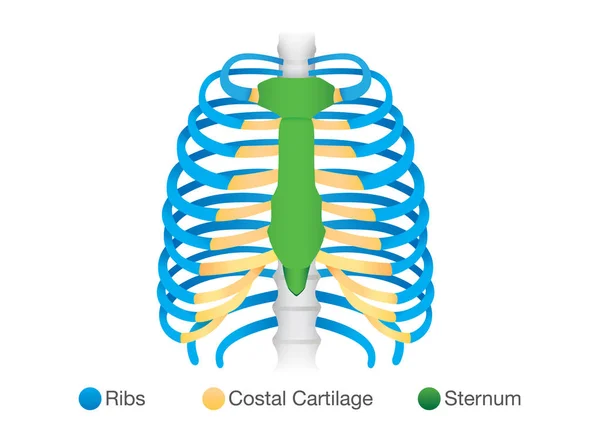 Visão geral da estrutura das costelas humanas . —  Vetores de Stock