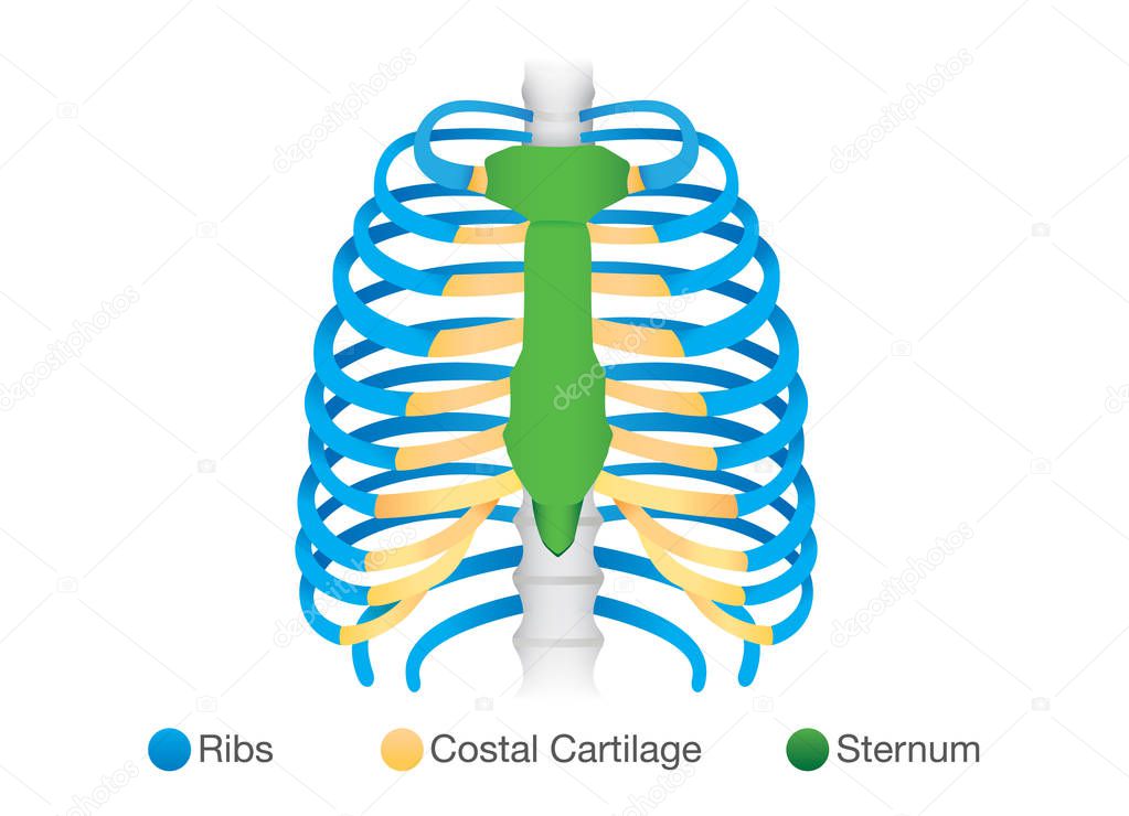 Overview of human rib structure.