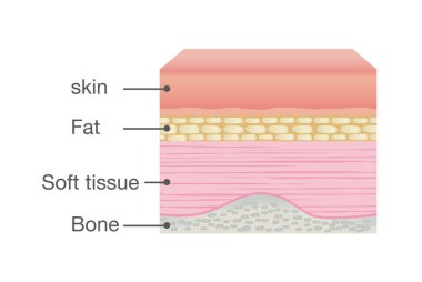 İnsan anatomisi normal deri.