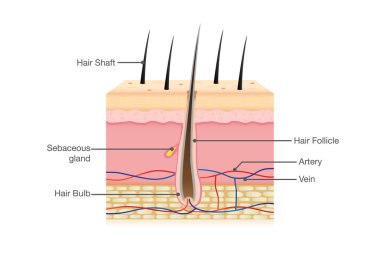 Human Hair Anatomy clipart
