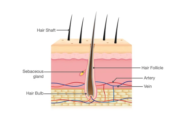 Anatomia dei capelli umani — Vettoriale Stock