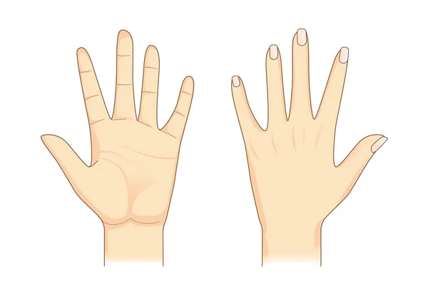 Human hand in front and back side. — Stock Vector