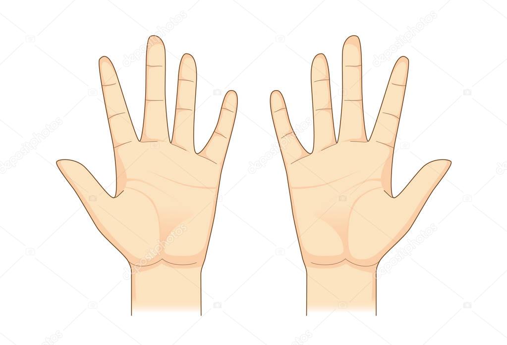 Two palm hand vector on isolated.