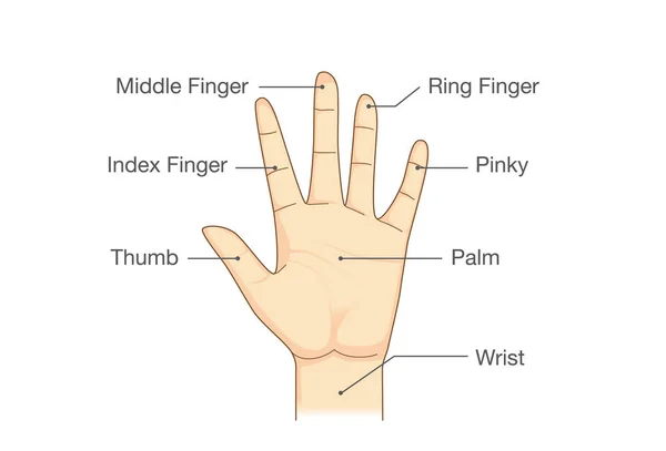 Parties de la main . — Image vectorielle