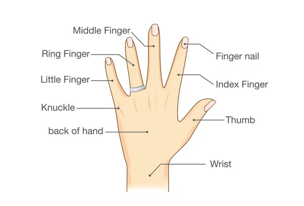 Společné názvy pro prsty ruky. — Stockový vektor