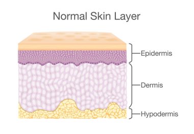 Components of human Skin layer in vector style. clipart