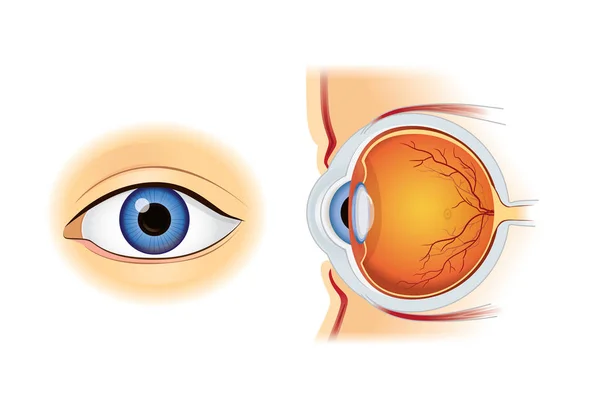 Anatomii ludzkiego oka w wewnątrz i na zewnątrz widok z boku. — Wektor stockowy
