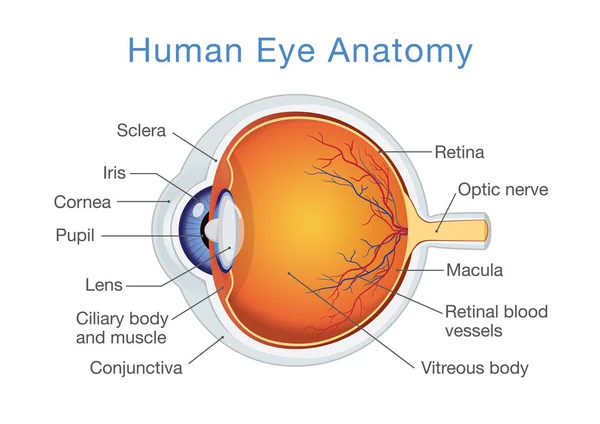 Anatomia do olho humano e descrições . —  Vetores de Stock