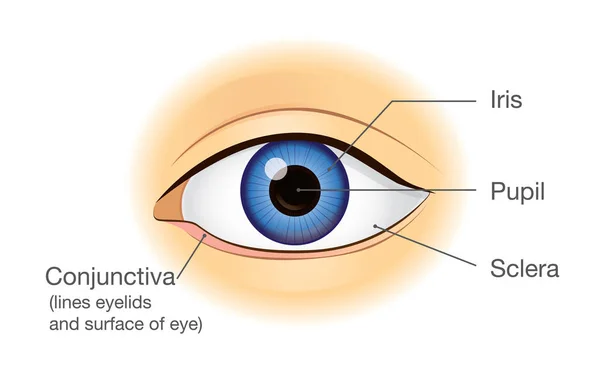 Anatomie des menschlichen Auges in Frontansicht. — Stockvektor