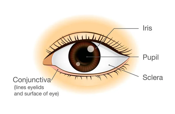 Анатомия глаз человека на переднем плане . — стоковый вектор