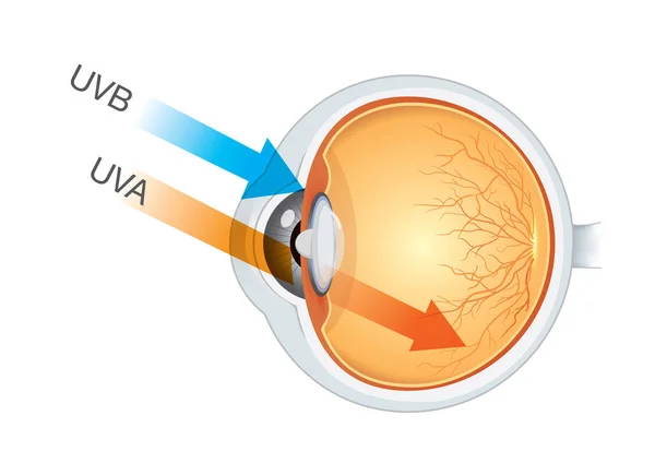 The difference of UVA and UVB from sunlight into eyes. — Stock Vector